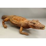 A Victorian Taxidermy crocodile