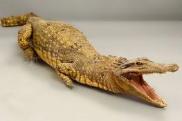 A Victorian Taxidermy crocodile, end of tail AF.