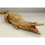 A Victorian Taxidermy crocodile, end of tail AF.