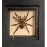 A box framed Tarantula spider taxidermy