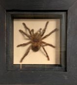 A box framed Tarantula spider taxidermy