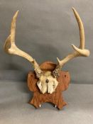 A mounted set of antlers