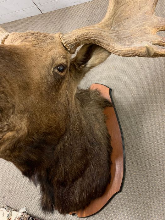 A large Moose/Elk head taxidermy mounted 12 and 13 mounted (Base W90cm D60cm) (Antler to antler - Image 13 of 13