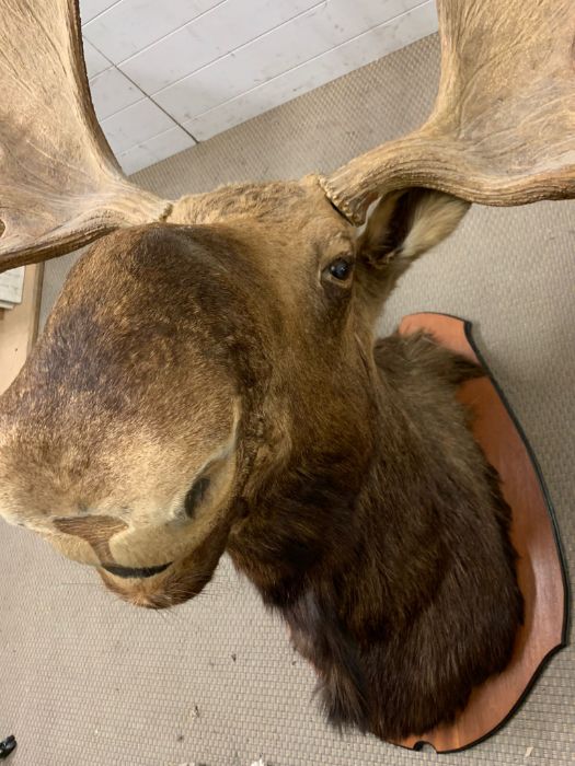 A large Moose/Elk head taxidermy mounted 12 and 13 mounted (Base W90cm D60cm) (Antler to antler - Image 4 of 13