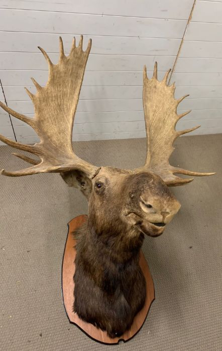 A large Moose/Elk head taxidermy mounted 12 and 13 mounted (Base W90cm D60cm) (Antler to antler