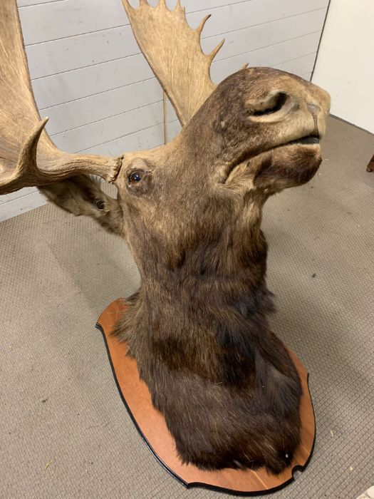 A large Moose/Elk head taxidermy mounted 12 and 13 mounted (Base W90cm D60cm) (Antler to antler - Image 3 of 13