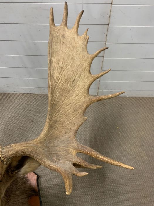 A large Moose/Elk head taxidermy mounted 12 and 13 mounted (Base W90cm D60cm) (Antler to antler - Image 6 of 13