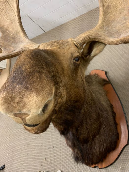 A large Moose/Elk head taxidermy mounted 12 and 13 mounted (Base W90cm D60cm) (Antler to antler - Image 8 of 13