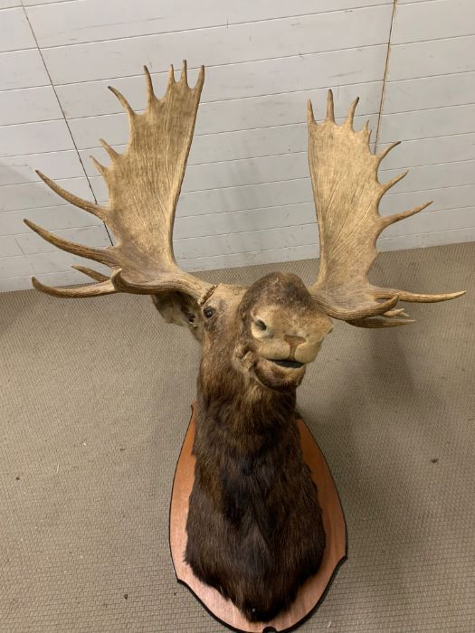 A large Moose/Elk head taxidermy mounted 12 and 13 mounted (Base W90cm D60cm) (Antler to antler - Image 9 of 13