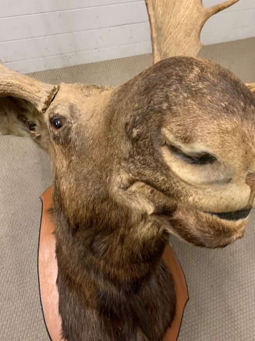 A large Moose/Elk head taxidermy mounted 12 and 13 mounted (Base W90cm D60cm) (Antler to antler - Image 12 of 13