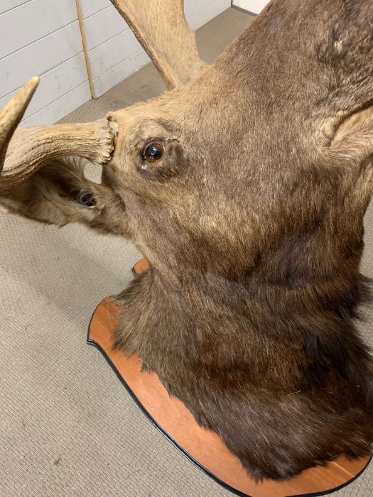 A large Moose/Elk head taxidermy mounted 12 and 13 mounted (Base W90cm D60cm) (Antler to antler - Image 2 of 13