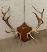 A mounted set of antlers