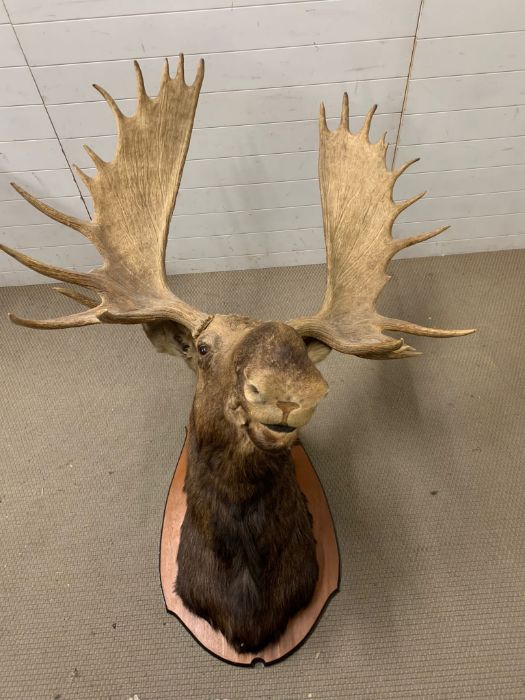 A large Moose/Elk head taxidermy mounted 12 and 13 mounted (Base W90cm D60cm) (Antler to antler - Image 7 of 13