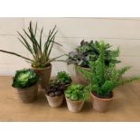 Seven faux succulent plants in terracotta pots