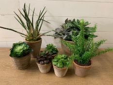 Seven faux succulent plants in terracotta pots