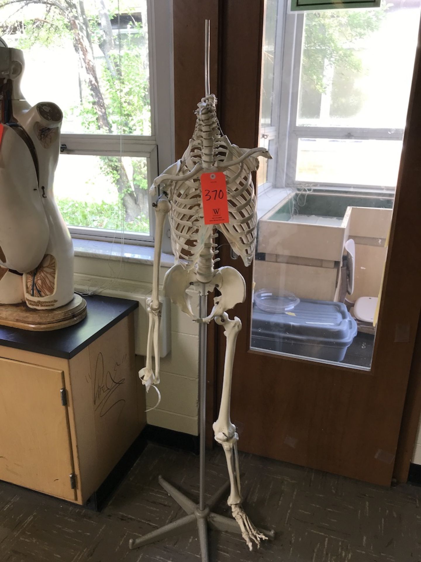 Human Skeleton Model (Room 408)