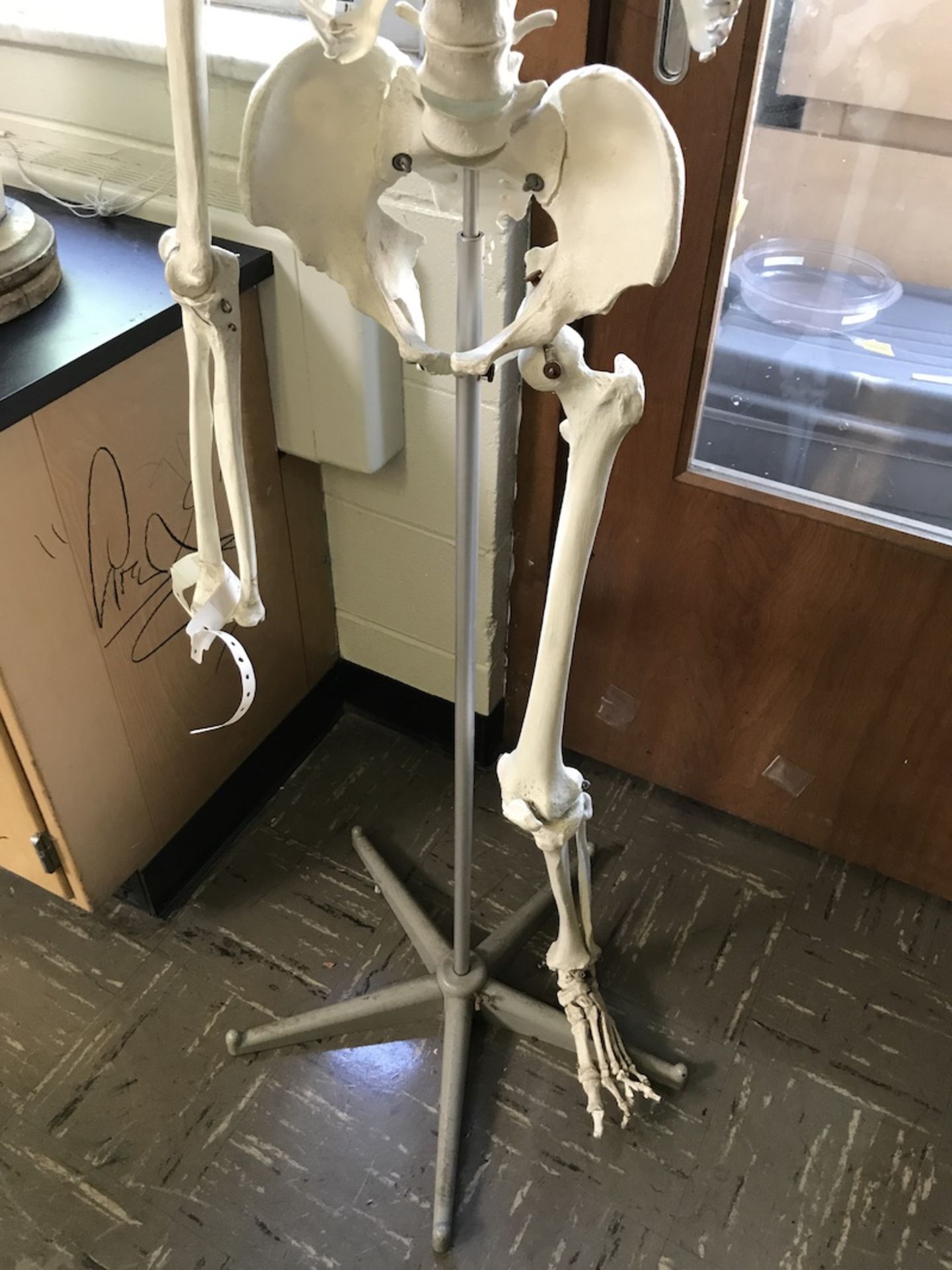 Human Skeleton Model (Room 408) - Image 3 of 3