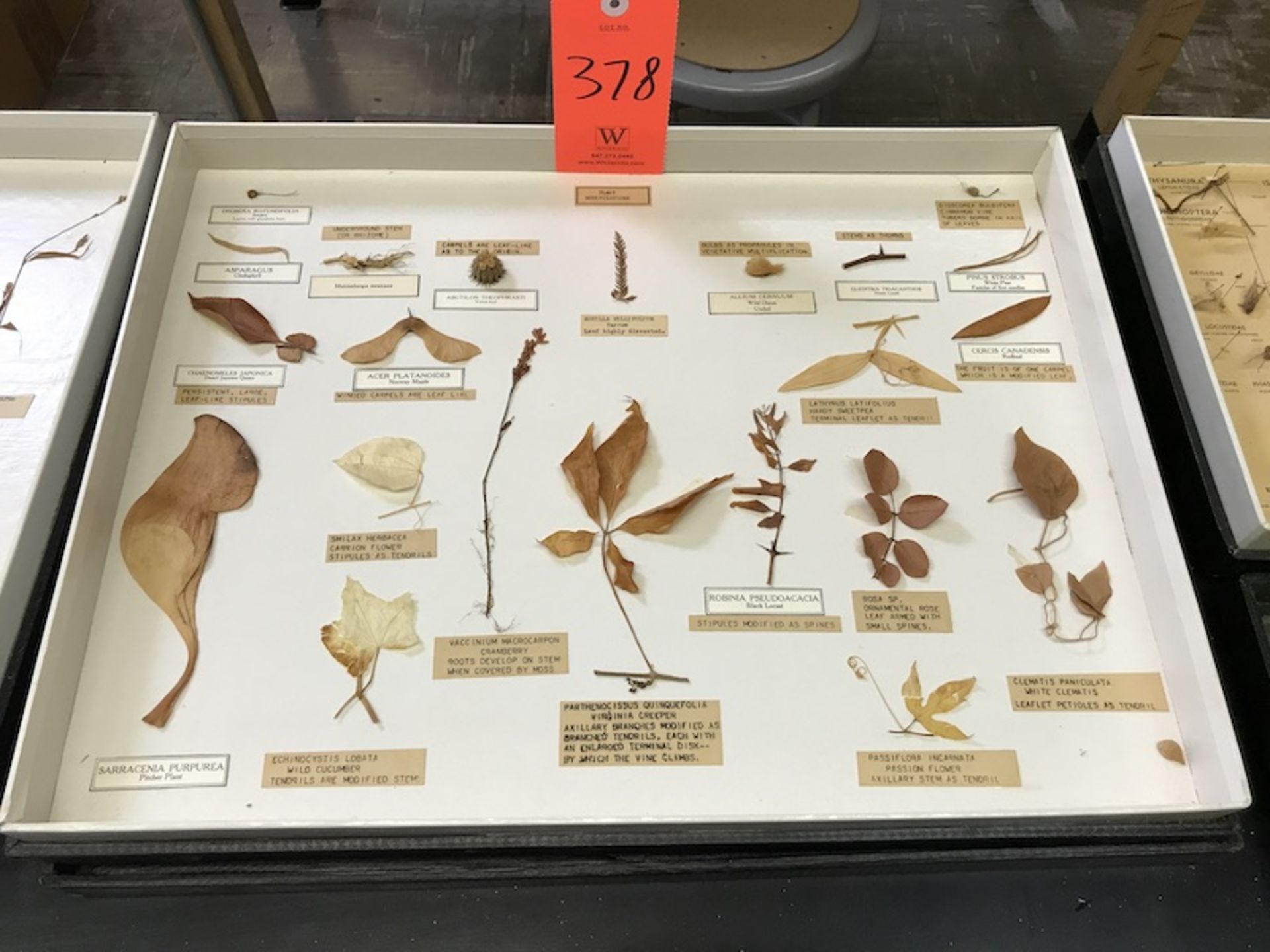 Plant and Insect Collections (Room 408)
