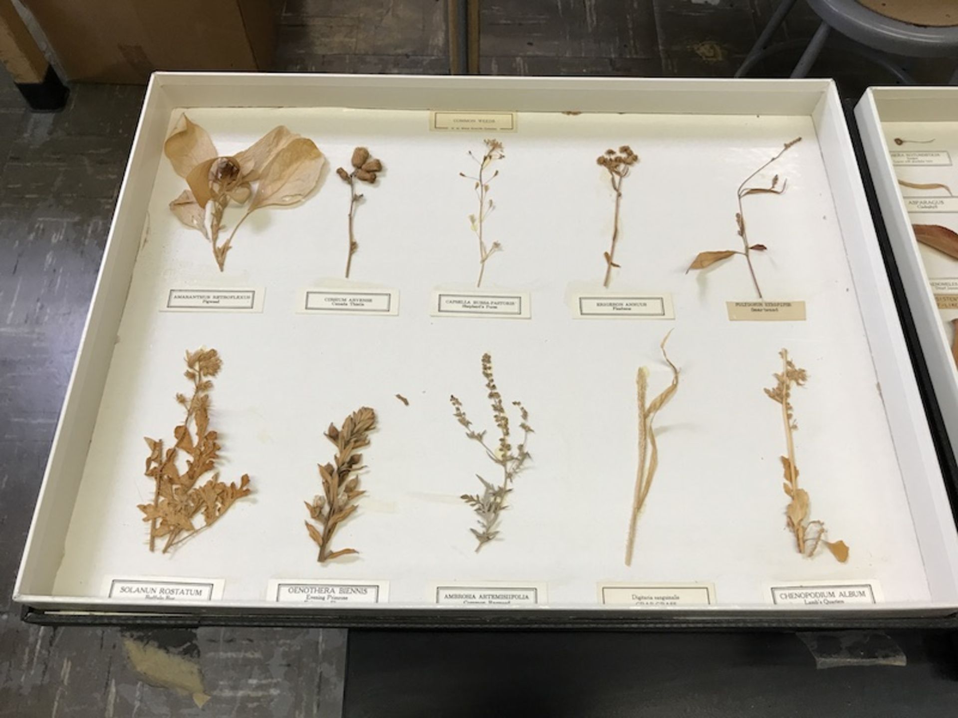 Plant and Insect Collections (Room 408) - Image 2 of 3