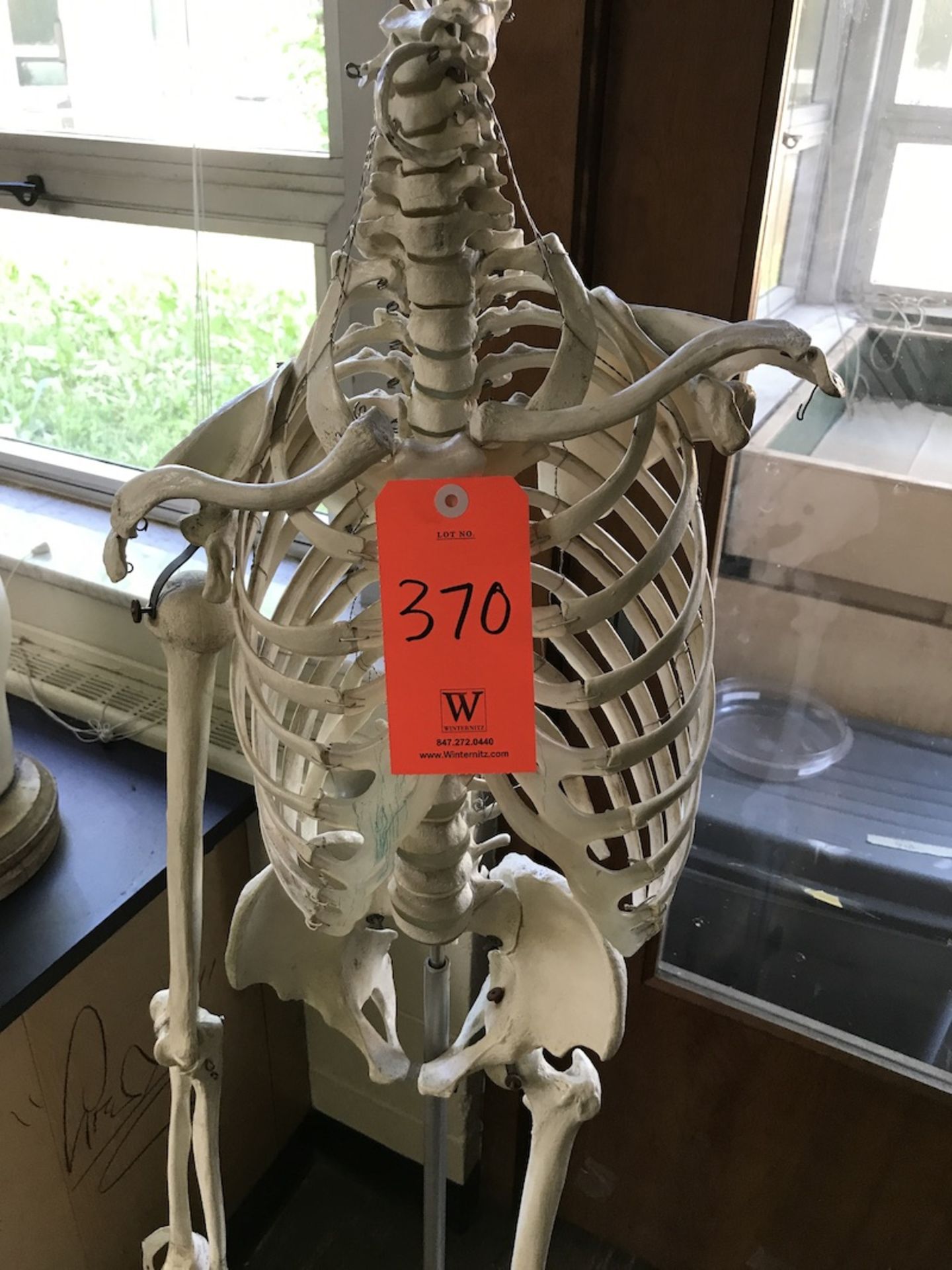 Human Skeleton Model (Room 408) - Image 2 of 3