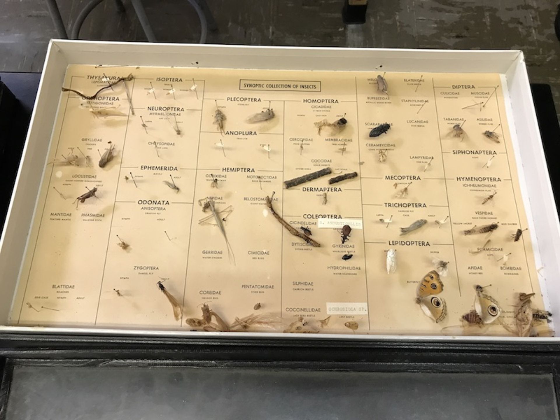 Plant and Insect Collections (Room 408) - Image 3 of 3