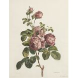 VARIA - BLUMEN : Rosenzweig mit drei blaßroten Blüten und vier Knospen.