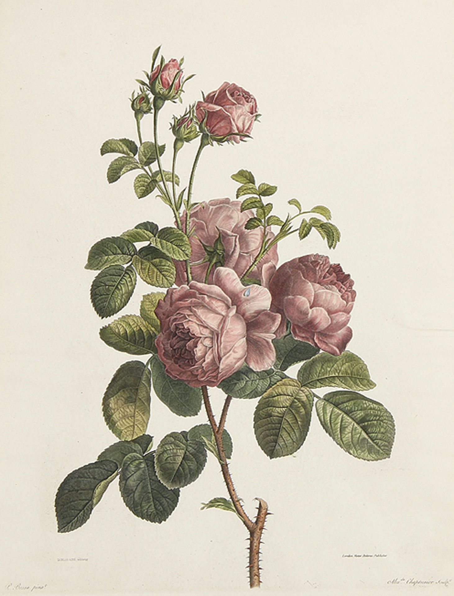 VARIA - BLUMEN : Rosenzweig mit drei blaßroten Blüten und vier Knospen.