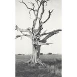 PAUL NASH: Dead Tree, Romney March.