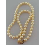 A single row necklace of sixty Akoya cultured pearls, 5.5mm to 6mm, on a 9ct gold clasp, light