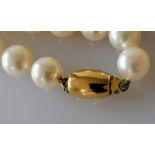 A single row of sixty Akoya cultured pearls measuring from 6.5mm to 7mm on a yellow gold barrel clas
