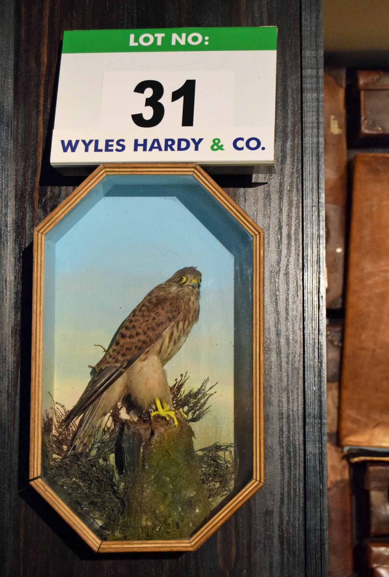 A Stuffed and mounted Kestrel in a Wall mounted Glass Fronted Case