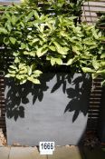 A Grey Resin Planter 1000mm x 1000mm x 250mm