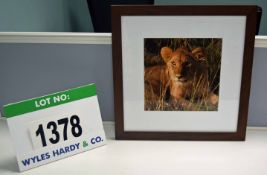 A Framed and Glazed Colour Photographic Print Entitled 'Lion - Tanzania' 464mm(h) x 457mm(w)