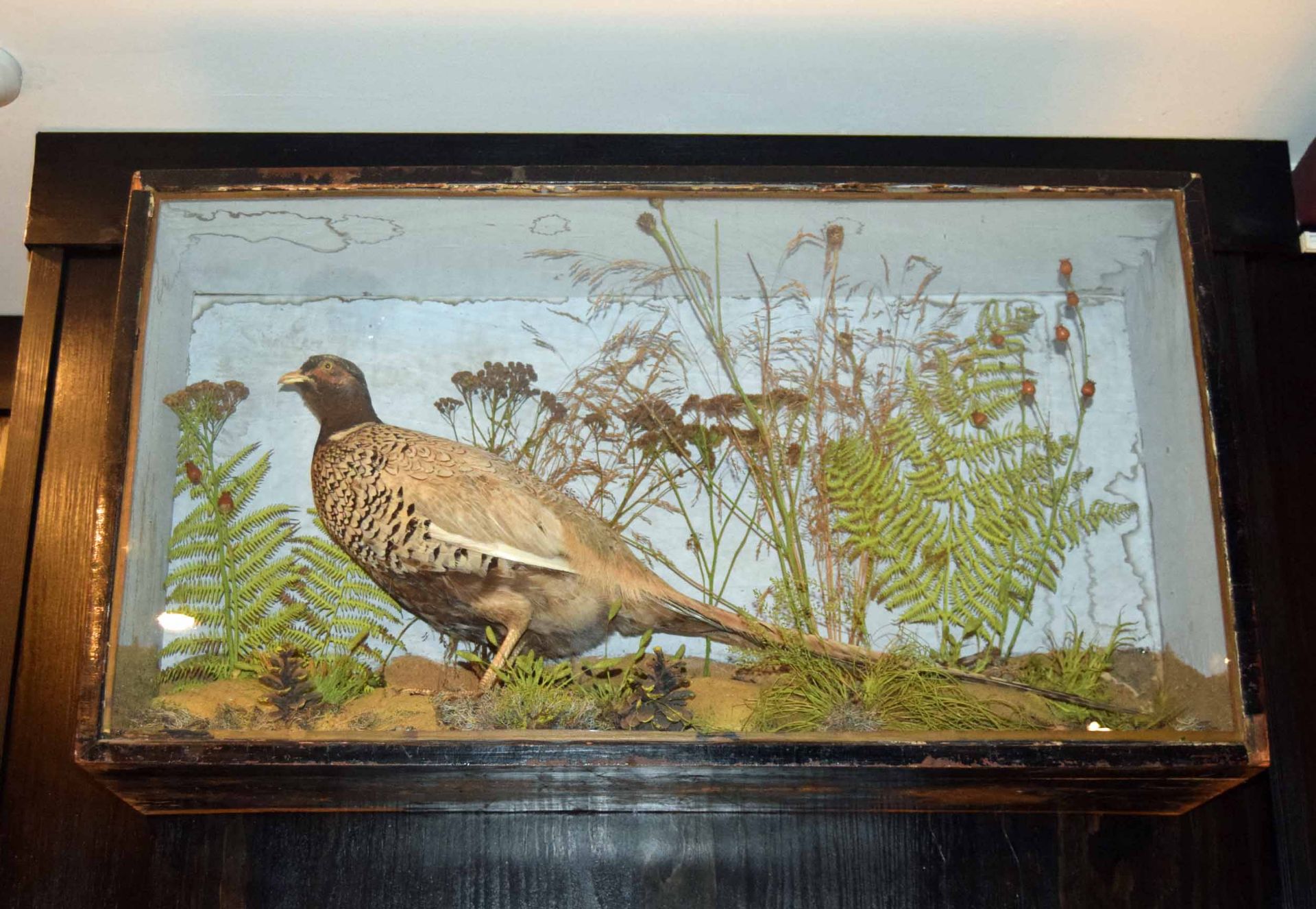 A Stuffed and mounted Cock Pheasant with unusually colours plumage in a Wall mounted Glass Fronted - Image 2 of 2