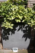 A Grey Resin Planter 1000mm x 1000mm x 250mm