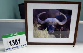 A Framed and Glazed Colour Photographic Print Entitled 'Buffalo - Tanzania' 612mm(h) x 704mm(w)