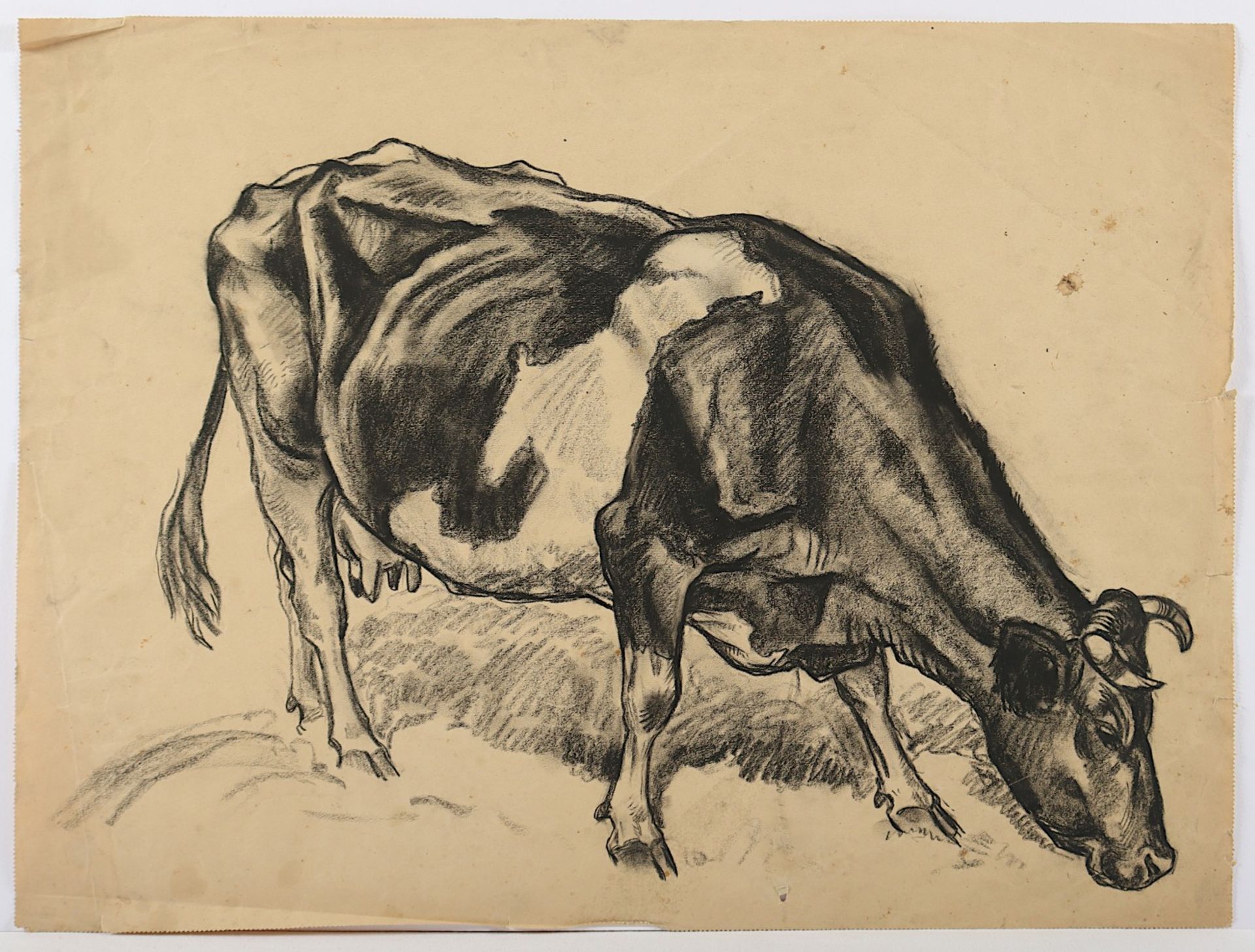 <de>BENGEN, Harold Tronson (1879-1962), 8 Tierzeichnungen, diverse Techniken und Größen, 64,5 x 49,5 - Bild 5 aus 5