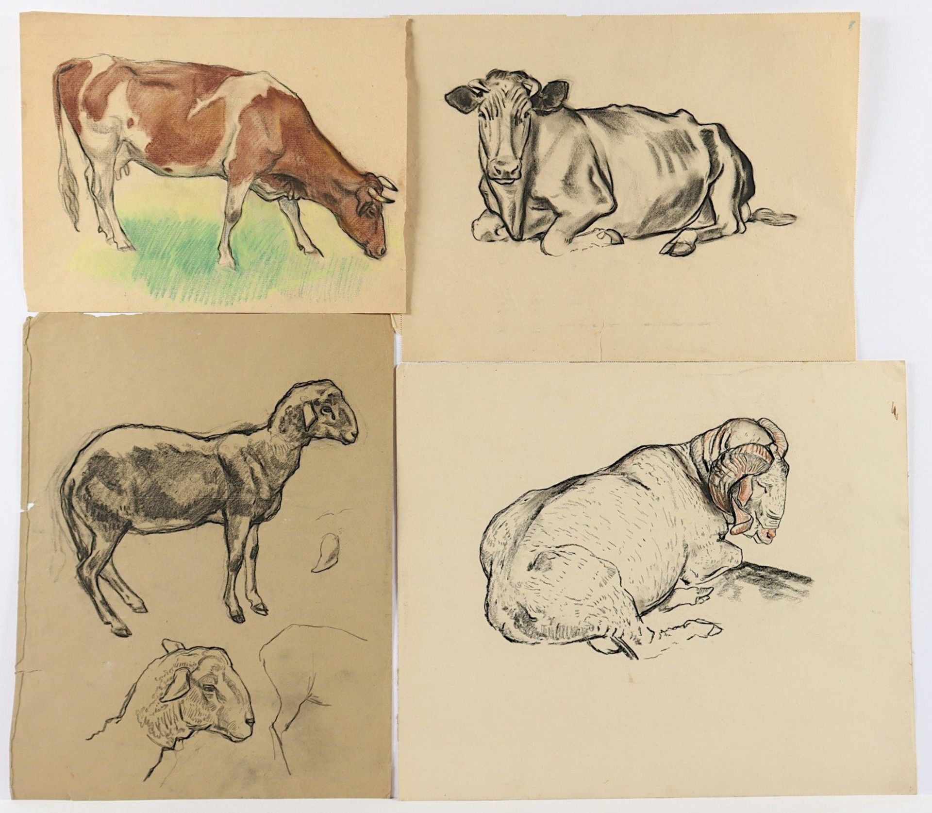 <de>BENGEN, Harold Tronson (1879-1962), 8 Tierzeichnungen, diverse Techniken und Größen, 64,5 x 49,5
