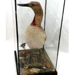 Taxidermy study of a red throated diver ~ the base decoration includes 4 crabs & a 'mermaids purse'