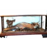 Taxidermy study of a fox in an antique case - 128cm long 53cm high & 37cm deep