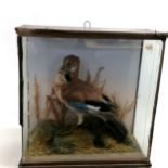 Cased taxidermy Jay - 33cm high, 32cm wide & 14cm deep Condition reportcase needs attention - the