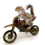 Taxidermied squirrel on an action man motorbike with revving sound action - 35cm long x 30cm high