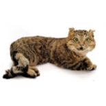 Taxidermied tortoiseshell cat / wildcat (?) - 40cm long & 20cm high