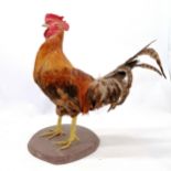Taxidermied cockerel / rooster - height 54cm ~ has ruffled tail feathers & slight losses to coxscomb