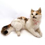Taxidermied white cat with a pink collar - 40cm long x 26cm high