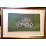 2003 framed watercolour / pastel painting of a zebra foal in reclining pose by John Whitney, signed-