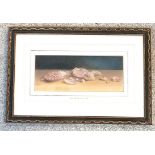 1894 framed watercolour of seashells by Kate Mary Whitley (1852-1920) - 38cm x 25cm