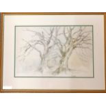 Pen and ink on paper by A Moorse, Beech Trees In Winter, with original gallery label to reverse 49cm