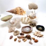 Collection of sea shells etc - largest 38cm across
