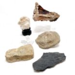 5 x fossils inc coral, plant remains, ammonite & shells etc